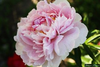 Paeonia Aza Gray