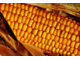 Зародыши кукурузы Organic