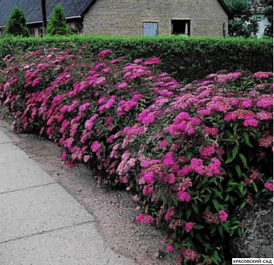 Спирея Энтони Ватерери