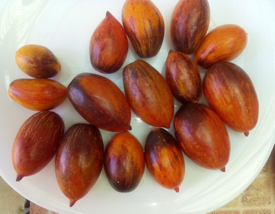 Томат Гном бой с тенью (Dwarf Shadow Boxing, США)