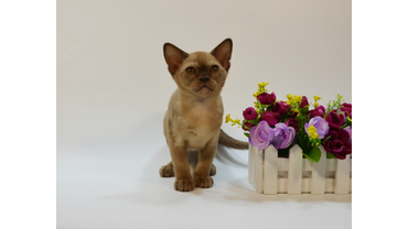 котята шоколадного окраса