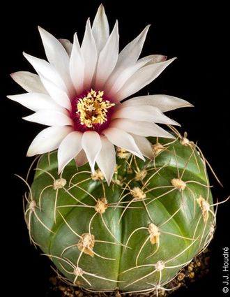 Gymnocalycium fleischerianum VoS-031 - 5 семян