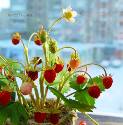 Лесная земляника из полимерной глины.