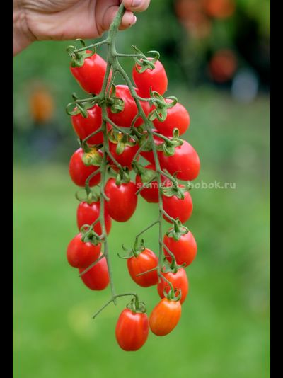 Томат Сызранские Дамские Пальчики, 10 шт.