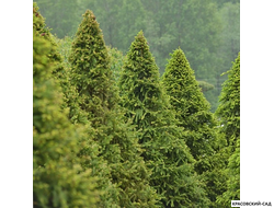 Топиар Ель обыкновенная в форме конуса