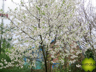 Черёмуха "СИБИРСКАЯ КРАСАВИЦА" (САЖЕНЕЦ 3 ГОДА)