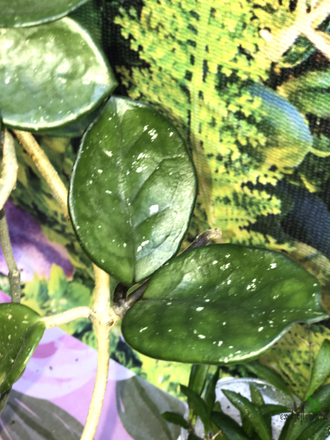 HOYA CARNOSA SPLASH ROUND LEAVES EPC-893