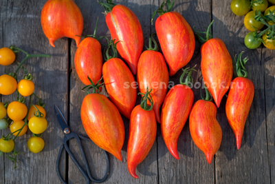 Томат Перо Жар-Птицы, 10 шт