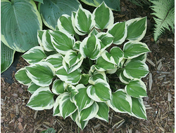 Хоста Diamonds are Forever