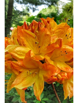 Рододендрон (Азалия) Arneson Gem