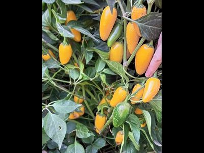 Перец острый Халапеньо желтый (Jalapeno Yellow)