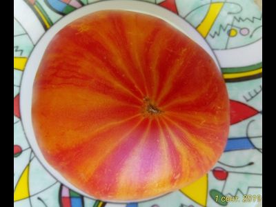 Томат Бурракерские любимцы (Burracker's Favorite)