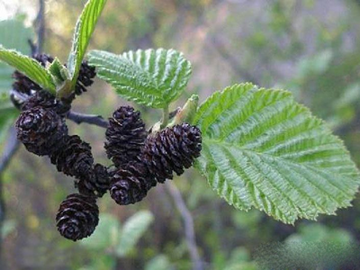 Набор молдов "Шишки"