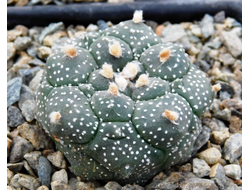 Astrophytum AS cv.KIKKO (1031) - 10 семян