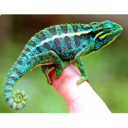 Хамелеон Эллиота(Trioceros ellioti)