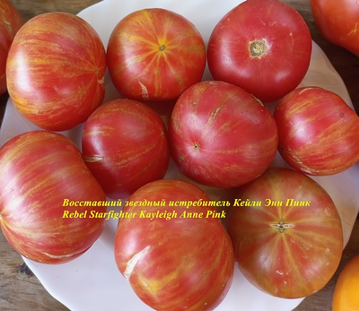 Томат Восставший Звездный Истребитель Кэйли Энн Пинк (Rebel Starfighter Kayleigh Anne Pink)