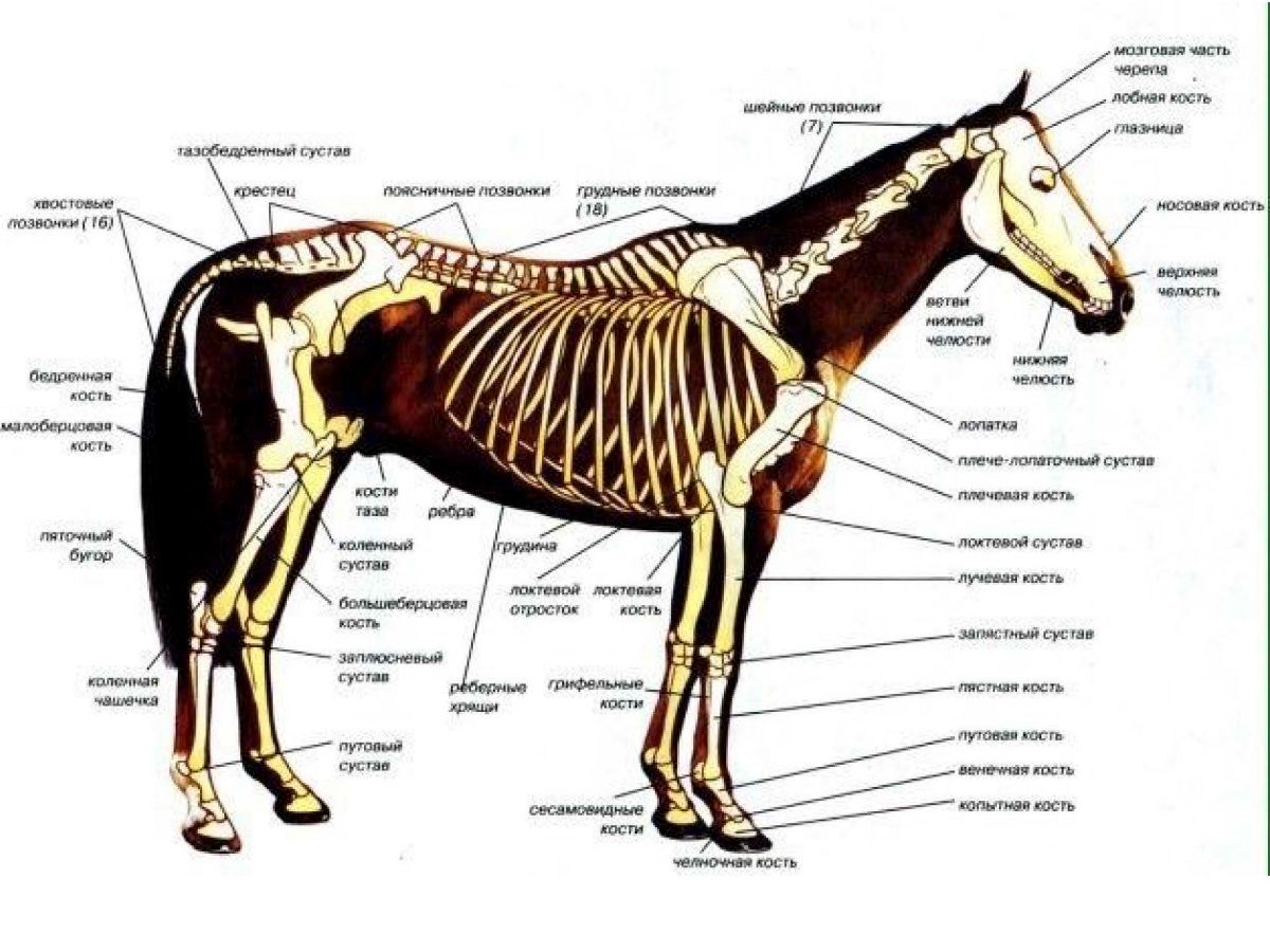 Где произошли лошади. Скелет лошади строение. Осевой скелет лошади анатомия. Строение скелета лошади анатомия. Строение костей лошади.