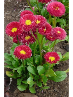 Маргаритка многолетняя