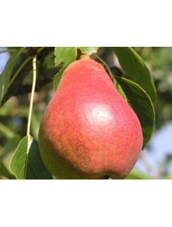 Груша  Ника (поздн.)