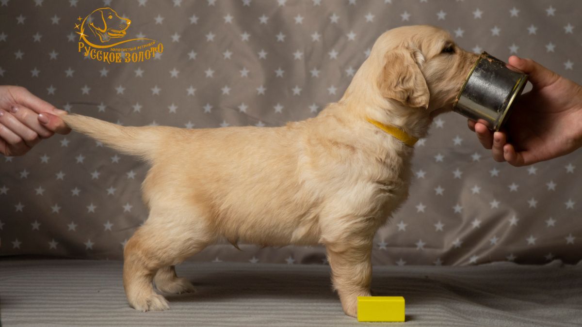 РЗ Шаран Бард, мальчик желтая ленточка, 1 месяц