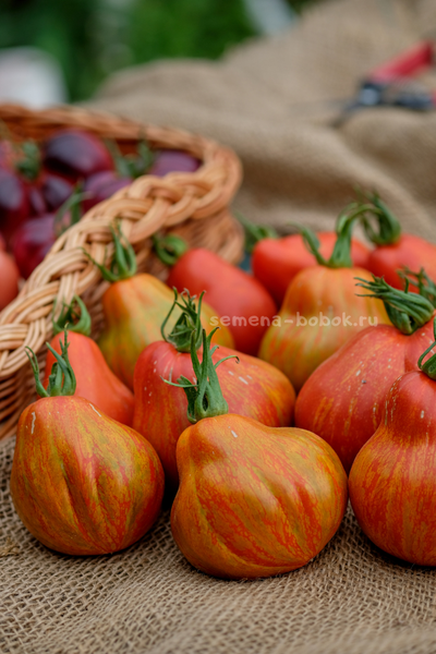 Томат Borsa di Montone (Баранья сумка), 10 шт.