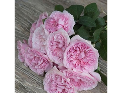 Миранда (Miranda) английская срезочная роза