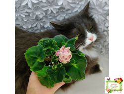 АВ-Варенье из Лепестков Роз (Фиалковод) 2022 г.