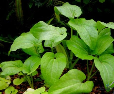 Заурус поникший (ветка)