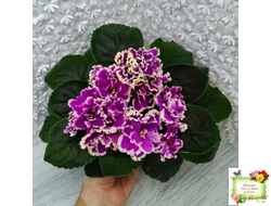 ЕК-Малахитовая Орхидея (Е. Коршунова) 2012 г.