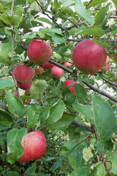 Яблоня Конфетное (летн.)