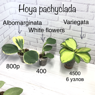 Hoya pachyclada variegated