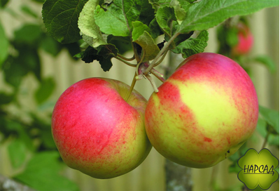 Яблоня "День победы" (триплоидная, лежкие до марта!) Саженец 2 года