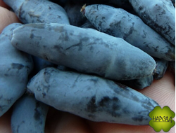 Жимолость "Бакчарский Великан" (супер крупная ягода)