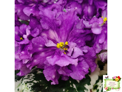 ВаТ-Шоколадное Настроение (Т. Валькова) 2019 г.