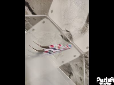 Lash&amp;Go Пинцет изогнутый для наращивания ресниц | Лэш энд Гоу