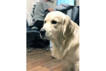 Сева / РЗ Лорд Север/, 4 года, с голубой ленточкой