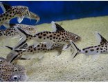 Синодонтис многопятнистый, Сом кукушка, Синодонтис долматин (Synodontis multipunctatus)