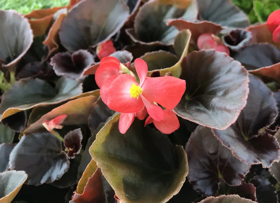 Бегония вечноцветущая