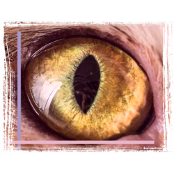 Гель-лак FOR YOU Cat's eye PINK