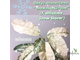 Ficus Altissima ‘Snow Storm’ / фикус алтиссима снежный шторм