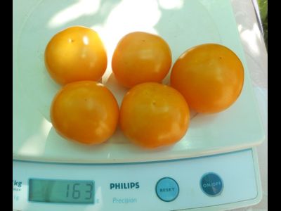 Томат Нижегородский кудяблик