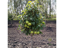 Груша суперкарликовая Тульская Нежная (колоновидная)