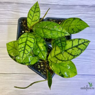 14/02/2025 Hoya Callistophylla No.3 (pink splash)