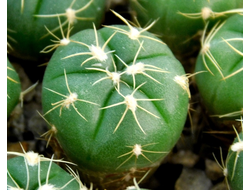Gymnocalycium denudatum VG-1703 (D=10-15 mm)