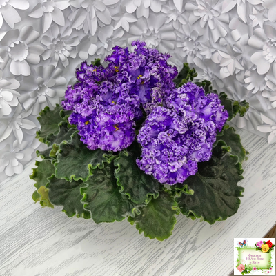 АВ-Озерная Фея (Фиалковод) 2017 г.