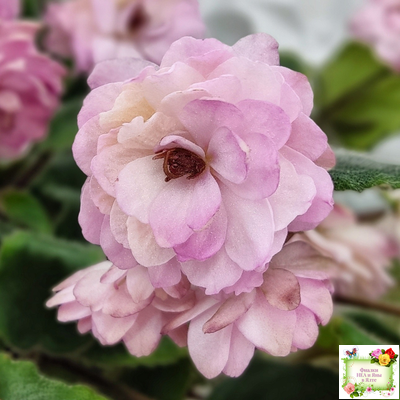 Lituanika (Būtienė) трейлер