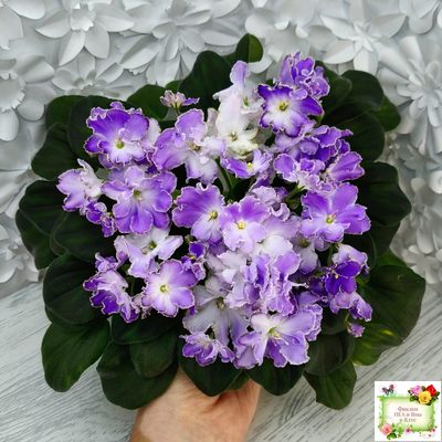 LV-Цветы для Любимого (Л. Шевелева) 2025 г. трейлер (клакамасный лонг)