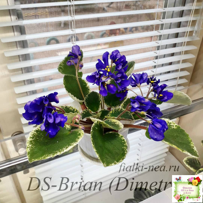 DS-Brian (Dimetris) 2014 г. (пестролистная бастл-листва)