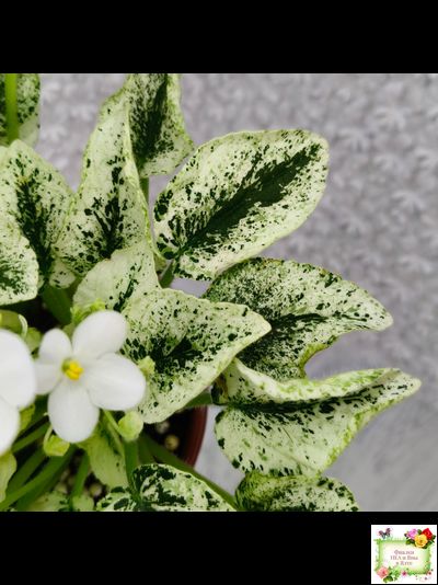 Alan’s Fallen Angel (A.Murphy) трейлер