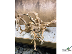 Коряга ПУСТЫННАЯ 5XL (40-70 см)